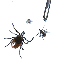 Deer tick larva, nymph and adult