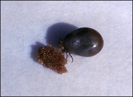 Engorged Adult Female with Eggs