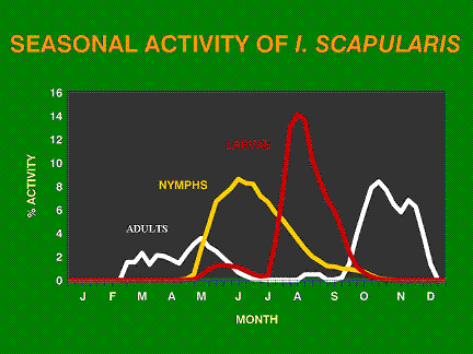 Tick Life Stages Seasonality Poster
