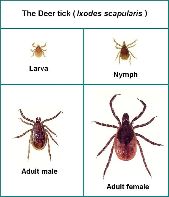 Tick Identification Chart